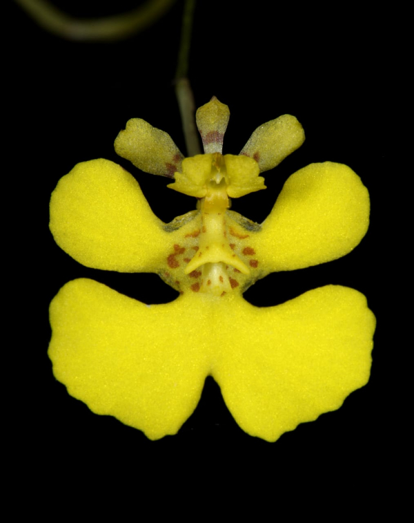 Presentan trabajo de grado en favor a propagación de orquídea endémica en peligro de extinción