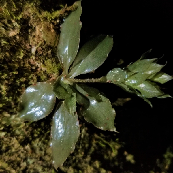Eurystyles domingensis, una joya miniatura en el Monumento Natural Pico Diego de Ocampo