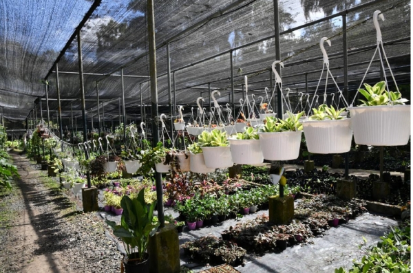 Venta de Plantas  y semillas