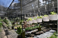 Venta de Plantas  y semillas